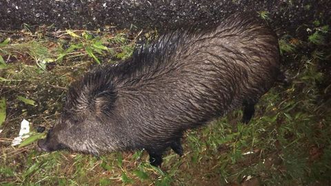 Jabal muerto que provoc un accidente en la autova del Barbanza