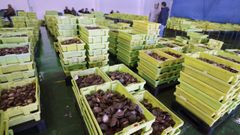 Subasta de volandeira en la lonja de Cambados, en noviembre del a�o pasado.