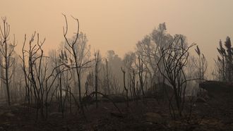 Las llamas han arrasado 1.000 hectreas en la comarca de O Ribeiro y han dejado a su paso un paraje desolador, con un manto negro de cenizas bajo los rboles calcinados.
