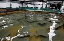 Galicia es l�der en la cr�a de algunas especies, como el rodaballo o el mejill�n.
