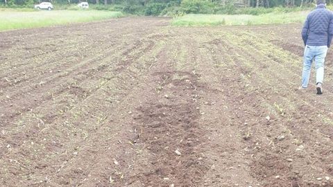 Finca sembrada de ma�z afectada por da�os causados por jabal�es