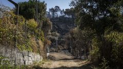 Las llamas afectaron a 52 hect�reas, 28 de ellas arboladas