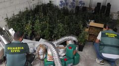 Plantaci�n de marihuana localizada en una vivienda de Bande, por la que ahora ha sido condenado un hombre