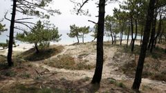 La duna de la playa de Barra invade un pinar.