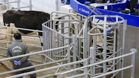 La Granxa Experimental do Leite tiene un robot de ordeo