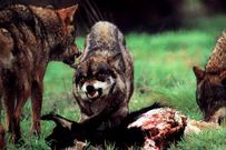 El m�todo se basa en el marcaje que hacen los lobos en sus dominios