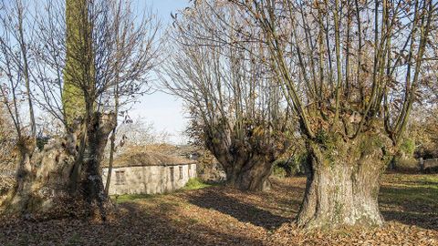 Lobios posee un bosque de castaos de gran antigedad