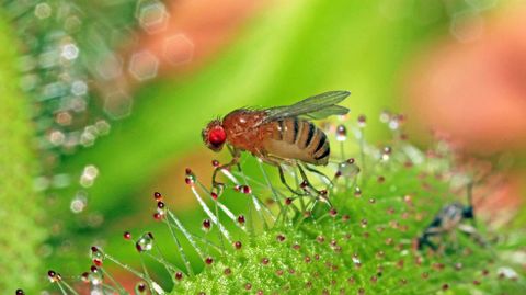 Una �Drosophila melanogaster� con su caracter�stico ojo rojo