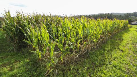 El ma�z para harina todav�a est� sin recoger a causa de las copiosas lluvias