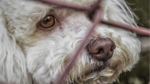 Perro abandonado