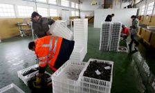 En la fotograf�a, de archivo, se prepara la almeja en la lonja de Ferrol para ir a la batea.