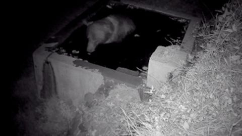 Aureli�n, el oso que se pasea por Teverga