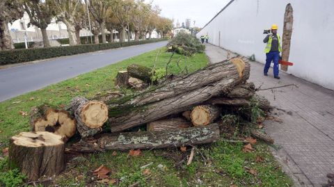Tala de �rboles ejecutada en Irmandi�os por el proyecto para abrir Ferrol al mar.