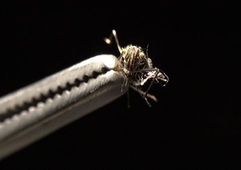 Foto del Aedes Japonicus tomada por Jorge Chachero en 2018 y enviada a Mosquito Alert