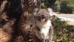 El amargo llanto de un koala