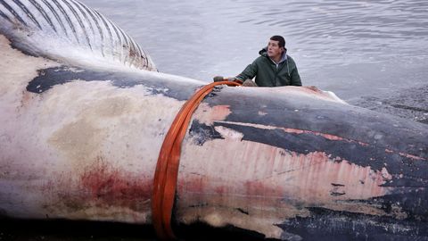 Despiezan la ballena varada en Oza desde el s&aacute;bado para proceder a su retirada