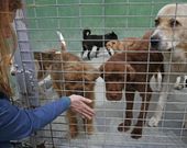 La de Xinzo (en la foto) es una de las cuatro perreras comarcales que hay en Ourense. 