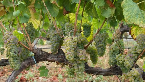 Una vid cargada de uva godello que en Galicia cultivan, sobre todo, Valdeorras, Monterrei y Ribeira Sacra.