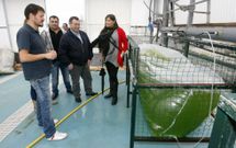 <span lang= es-es >Una aventura que arranc� en octubre de 2014</span>. Durante a�os, los intentos de la OPP-20 y de la cofrad�a de A Illa por reflotar su hatchery se toparon con todo tipo de escollos, incluidos los burocr�ticos. En 2014, por fin, el camino se despej� y hasta hubo visita institucional a las instalaciones. 