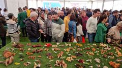 Gran ambiente en la jornada de cierre de la Feira de fungos e cogomelos de As Pontes.