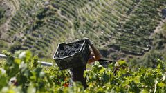 Los costes de producci�n se incrementan significativamente en las vi�as en bancales