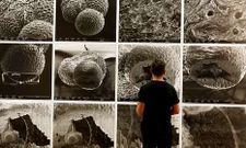 Grupos de investigaci�n cient�fica y artistas son los protagonistas de la muestra. 