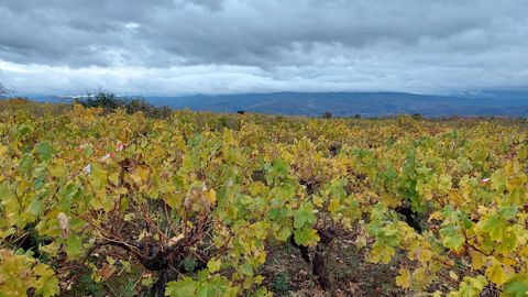 Vides en otoo en el Camino Francs entre Cacabelos y Villafranca