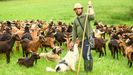 Isa�as Medela, junto a su reba�o de cabras y a dos de sus perros, en Vilatuxe.