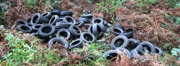Los neum�ticos que invaden un rinc�n de la flora de Xanrozo ser�n retirados hoy por operarios municipales. 