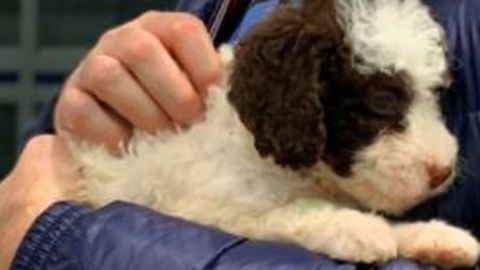 El perro de aguas enfermo