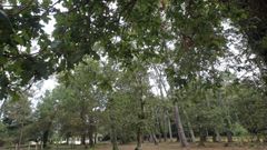 Las enfermedades o las posibilidades de especies como el carbalo estarn presentes en las jornadas