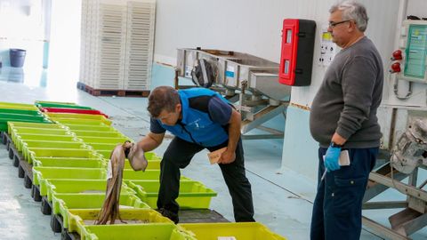 Subasta de pulpo en la lonja de Ribeira, referente en Galicia del cefalpodo, semanas atrs