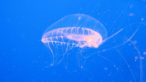 Unha medusa Aequorea Victoria no Monterey Bay Aquarium