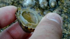 Las especies marinas de las charcas de playas