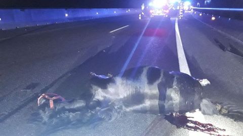 El turismo impact� contra un caballo en la autov�a, a la altura de la parroquia de Doncos