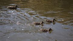 Varios patos en el agua.Varios patos en el agua