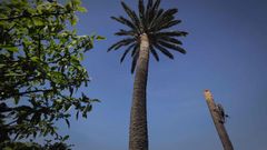 RAm�n N��ez corta una palmera afectada por picudo en Ciudad Jard�n, en A Coru�a