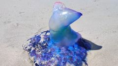 Una carabela portuguesa, este viernes en Laxe