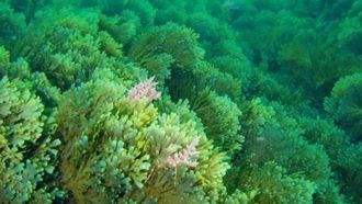 Rugulopteryx okamurae, la agresiva alga asiática invasora que se detectó por primera vez en las costas gallegas en el 2024