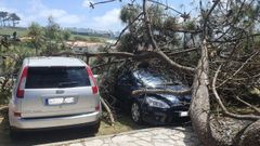 Vista de los dos veh�culos tras el desplome sobre ellos de un pino en A Frouxeira, el pasado s�bado. 