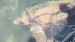 La tortuga avistada este mi�rcoles a primera hora de la tarde en Fisterra