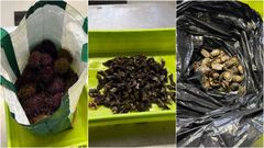 Los 8 kilos de marisco incautado por la Guardia Civil en Tere�es, Ribadesella