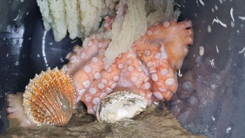 Pulpo dentro de un cacharro incautado por Gardacostas