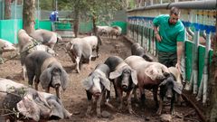 El porco celta se pastorea con patente