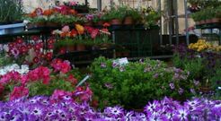 Florgalicia ser� uno de los expositores que participe en la feira da Plantaci�n de San Sadurni�o.