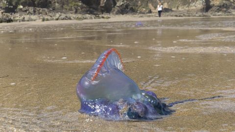 Carabelas portuguesas, fotografadas nunha praia da Costa da Morte.