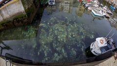 Centenares de bolsas de pl�stico se acumulan en la d�rsena malpicana