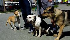 Imagen de varios perros, entre ellos un pit bull, incluido entre las razas de perros potencialmente peligrosos