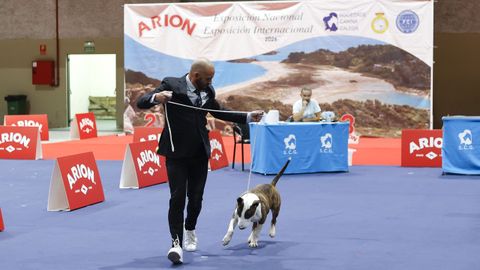 Exposici�n Canina de Galicia en Lugo
