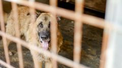 La�Sociedad Protectora de Animales y Plantas de Lugo registr� m�s salidas que entradas en el 2025.